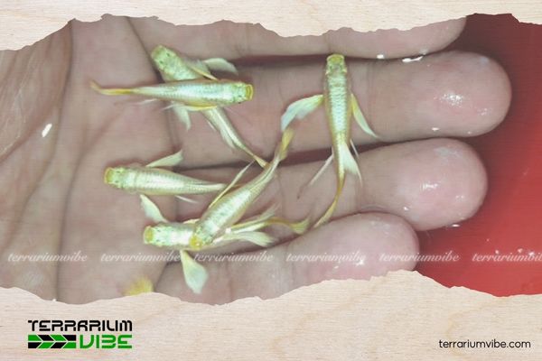 Cá bảy màu Full Gold 4 Chất lượng nước nuôi cá 7 màu Full Gold