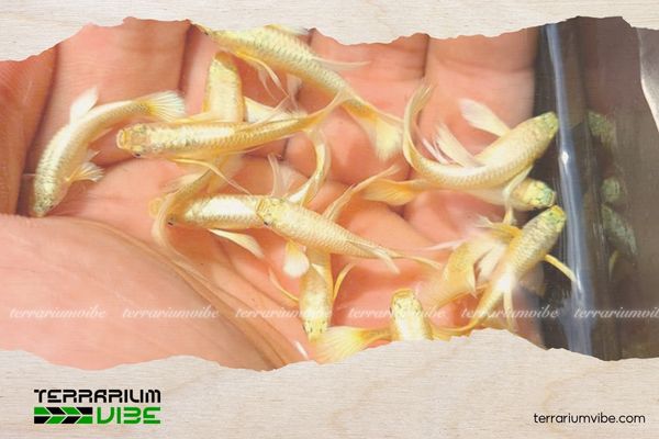 Cá bảy màu Full Gold 5 Giá của cá bảy màu Full Gold tham khảo