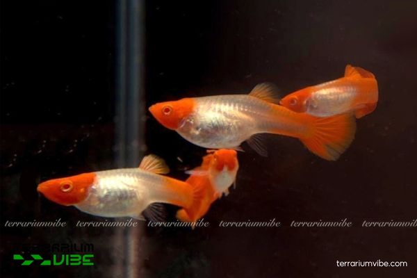 Cá Bảy Màu Koi Đỏ 1 Cá Bảy Màu Koi Đỏ là giống cá lai tạo thuộc nhóm cá Guppy