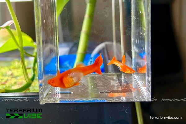 Cá Bảy Màu Koi Đỏ 2 Đặc điểm hình thái và tập tính sinh trưởng của cá Bảy Màu Koi Đỏ