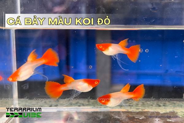 ca-bay-mau-koi-do cá bảy màu koi đỏ