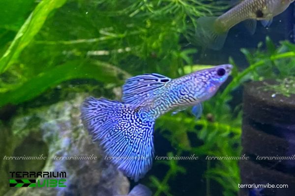 Cá Bảy Màu Metal Blue Lace 3 Một số yêu cầu về điều kiện chăm sóc trong bể cần biết