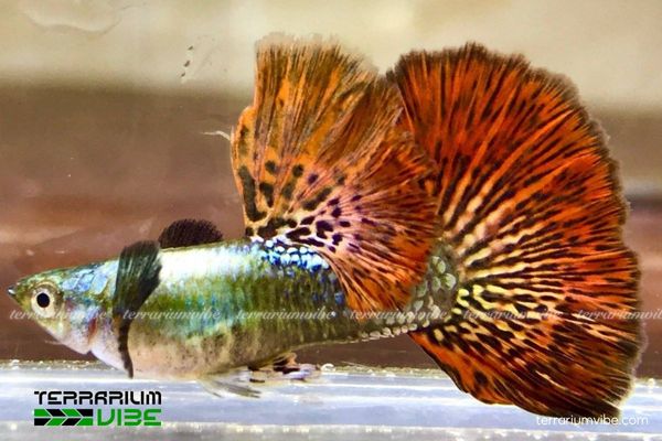 Cá Bảy Màu Rồng Đỏ 4 Giá 7 Màu Rồng Đỏ dao động từ 40.000 - 100.000 VNĐ/cặp tuỳ màu sắc và độ thuần chủng