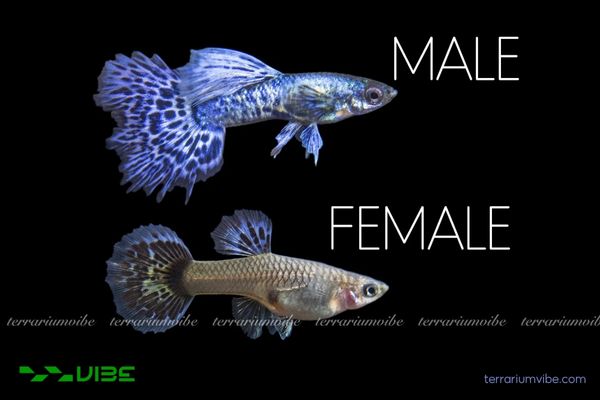 Cá Bảy Màu Rồng Tím 2 Purple Dragon Guppy có vẻ ngoài màu tím đậm pha xanh ánh kim