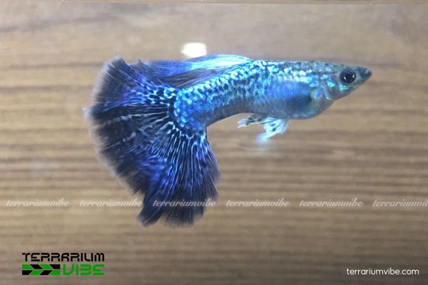 Cá Bảy Màu Rồng Xanh 4 Bảy Màu Rồng Xanh dễ nuôi, giá hợp lý dao động từ 30.000 – 60.000 VNĐ/cặp