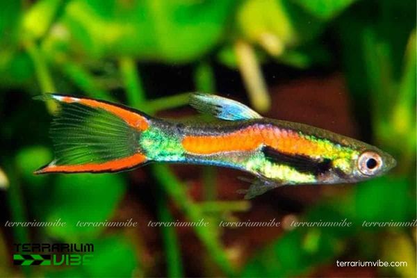 cá Bảy Màu Rừng 1 Thông tin khoa học về giống cá Bảy Màu Rừng Endler