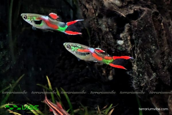 cá Bảy Màu Rừng 2 Cá Bảy Màu Rừng có thân nhỏ, mảnh mai và đa dạng màu sắc sặc sỡ