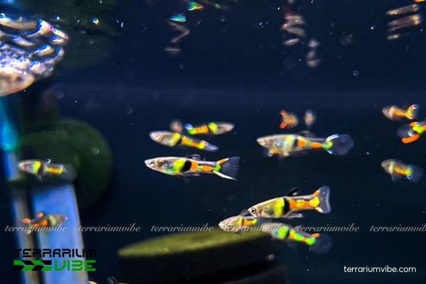 cá Bảy Màu Rừng 3 Cách thiếp lập bể thủy sinh phù hợp với giống cá Bảy Màu Rừng