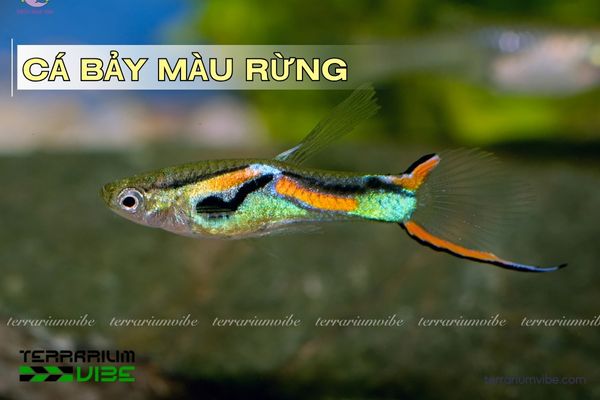 ca-bay-mau-rung cá bảy màu rừng