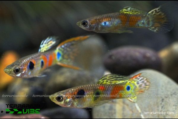 Cá Bảy Màu Ruộng 1 Thông tin về phân loại học của cá Bảy Màu Ruộng