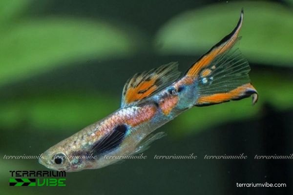Cá Bảy Màu Ruộng 2 Đặc điểm hình thái và tập tính đặc trưng của cá 7 Màu Ruộng