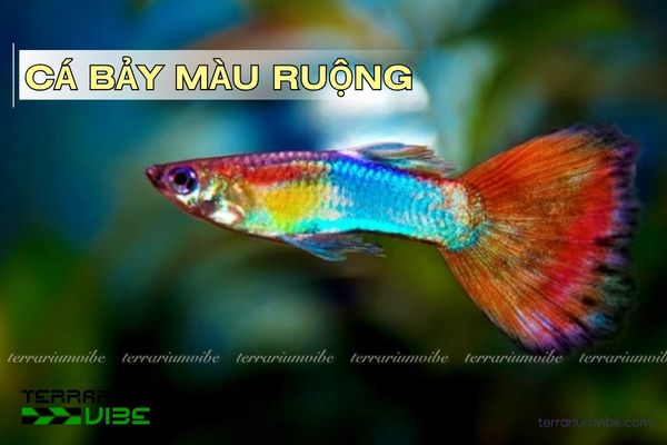 ca-bay-mau-ruong cá bảy màu ruộng