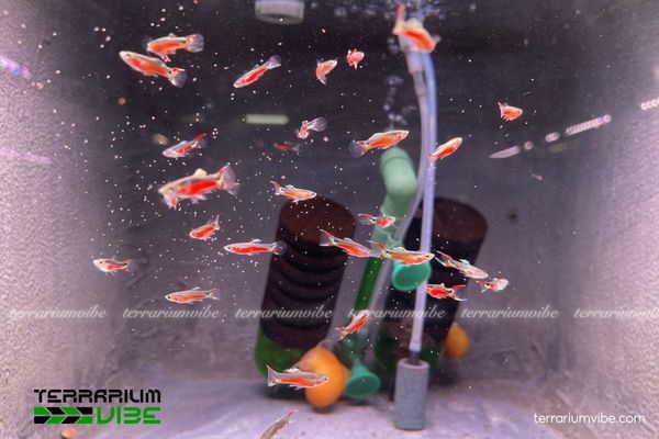 Cá Bảy Màu Santamaria 1 Cá 7 Màu Santamaria là dòng guppy lai giữa Guppy và Endler