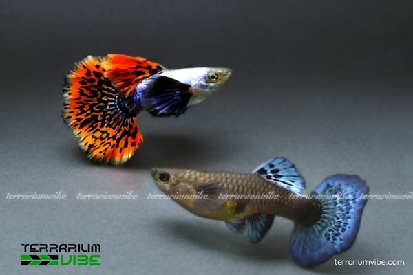 Cá Bảy Màu Tiger Halfmoon 4 Bảy Màu Tiger Halfmoon có giá dao động từ 80.000 – 150.000 VNĐ/cặp