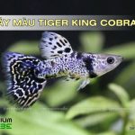 cá bảy màu tiger king cobra