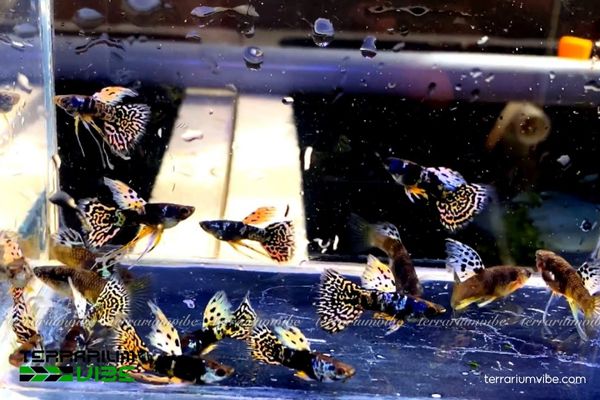 Cá Bảy Màu Tiger King Cobra 3 Hướng dẫn thiết lập môi trường sống phù hợp cho cá Tiger King Cobra