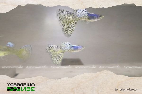 Cá Bảy Màu Yellow Lace 4 Chất lượng nước nuôi Cá Bảy Màu Yellow Lace