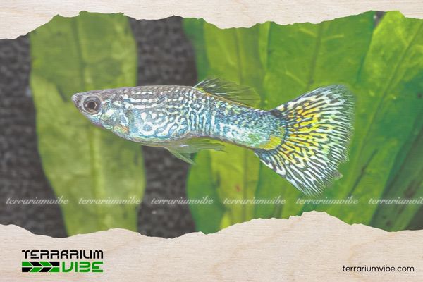 Cá Bảy Màu Yellow Lace 5 Phòng và trị bệnh cho Cá 7 Màu Yellow Lace