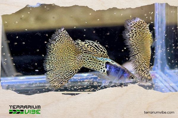 Cá Bảy Màu Yellow Lace 6 Giá của Cá Bảy Màu Yellow Lace tham khảo