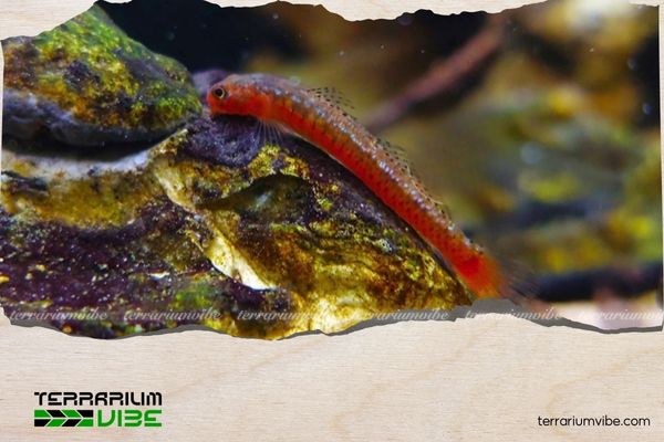 Cá bống Birdsong 4 Giá của cá bống Birdsong tham khảo