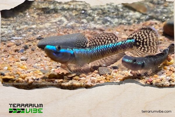 Cá bống Blue Neon 4 Giá tham khảo của cá bống Blue Neon