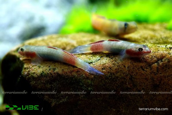 Cá Bống Bụng Xanh 1 Tìm hiểu về phân loại học của cá Bống Bụng Xanh