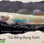 cá bống bụng xanh