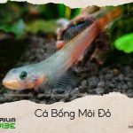 cá bống môi đỏ