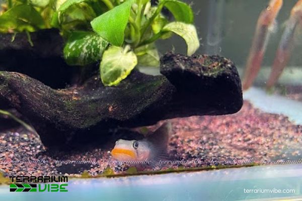 Cá Bống Môi Đỏ 3 Cách thiếp lập bể nuôi và môi trường phù hợp cho cá Bống Môi Đổ