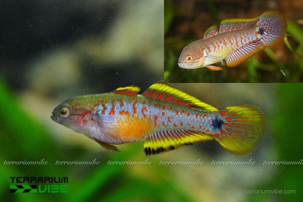 Cá bống Peacock 1 Thông tin về phân loại học của cá Bống Peacock