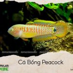 cá bống peacock