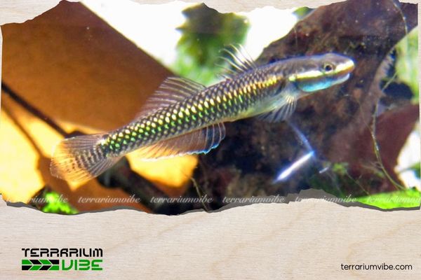 Cá bống rồng 4 Tham khảo giá bán cá bống rồng Indonesian