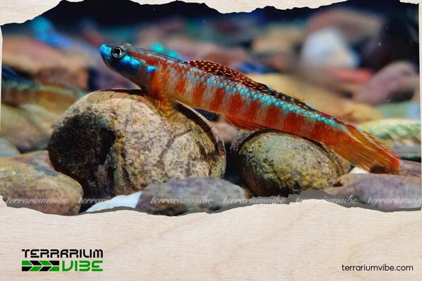 Cá bống Ruti 4 Giá của cá bống Ruti tham khảo