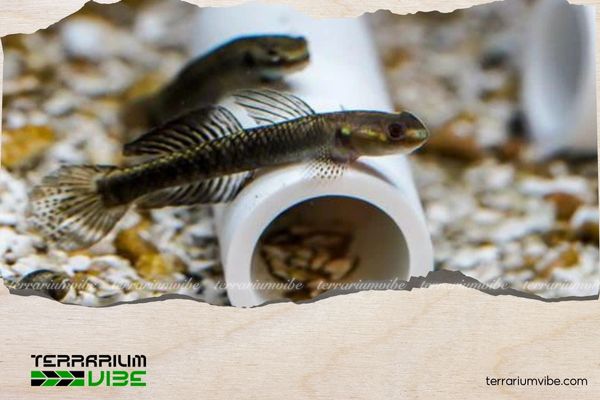 Cá bống Stiphodon Pelewensis 1 Thông tin học thuật về cá bống Stiphodon Pelewensis