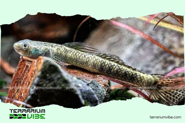 Cá bống Stiphodon Pelewensis 2 Đặc điểm của cá bống Stiphodon Pelewensis