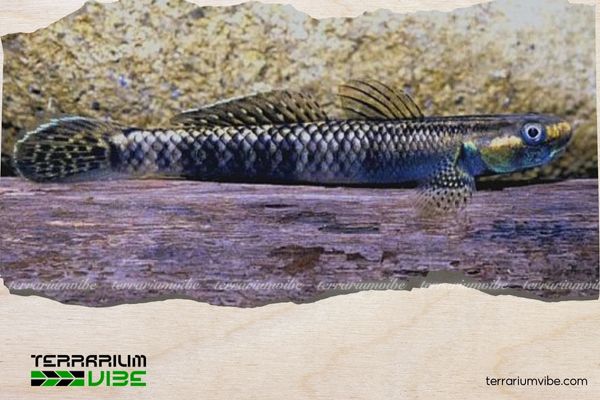 Cá bống Stiphodon Pelewensis 3 Hướng dẫn chăm sóc cá bống Stiphodon Pelewensis trong bể thủy sinh