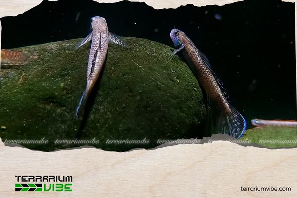 Cá bống Stiphodon Pelewensis 4 Giá của cá bống Stiphodon Pelewensis tham khảo