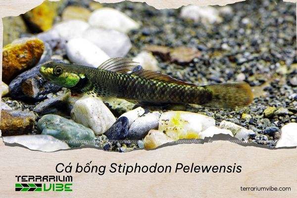 ca-bong-stiphodon-pelewensis Cá bống Stiphodon Pelewensis