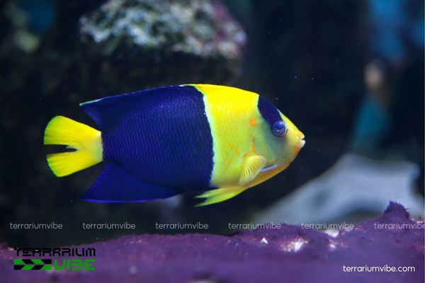 Cá Bướm 2 Màu 1 Thông tin cơ bản về cá Bướm 2 Màu