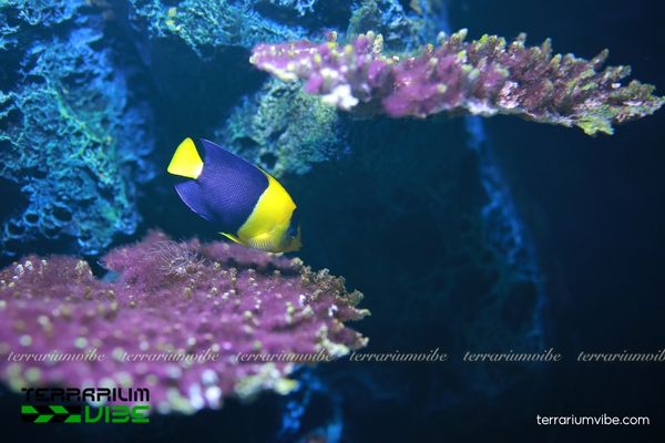 Cá Bướm 2 Màu 2 Cá Bướm 2 Màu với thân vàng – xanh tương phản, dài khoảng 15cm