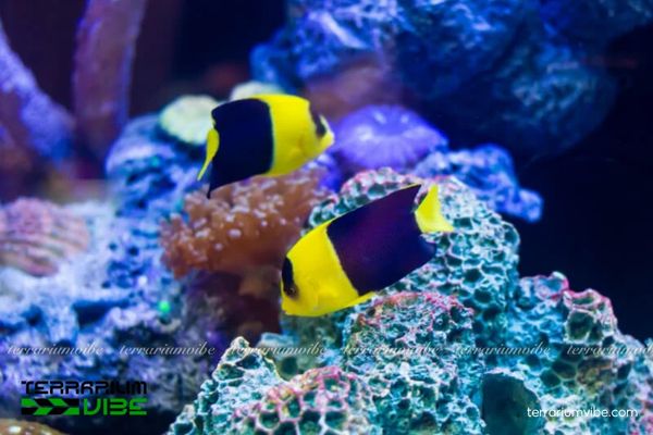 Cá Bướm 2 Màu 3 Điều kiện thiết lập môi trường và cách chăm sóc cơ bản