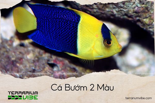ca-buom-2-mau cá bướm 2 màu