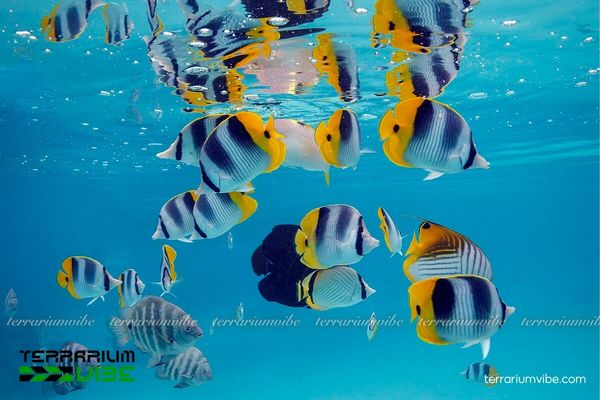 Cá Bướm 2 Cá Bướm thân dẹp, đầu nhọn hoặc tròn, màu sặc sỡ với sọc