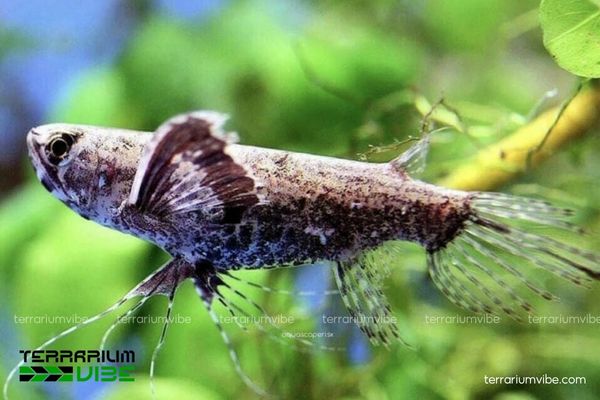 Cá Bướm Châu Phi 1 Cá Bướm Gai là loài cá Bướm nước Ngọt với vẻ ngoài giống cánh bướm