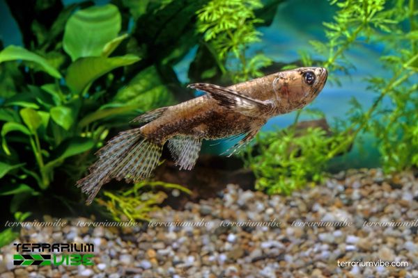 Cá Bướm Châu Phi 2 Cá Bướm Châu Phi dài, màu nâu sẫm chấm nhạt, vây ngực lớn như cánh bướm