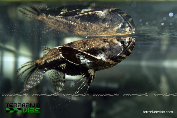 Cá Bướm Châu Phi 3 Những yếu tố quan trọng cần biết để chăm sóc tốt cá Bướm Châu Phi