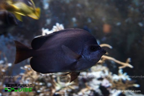 Cá Bướm Gai 1 Cá Bướm Gai là một họ cá biển nhiệt đới với màu sắc sặc sỡ