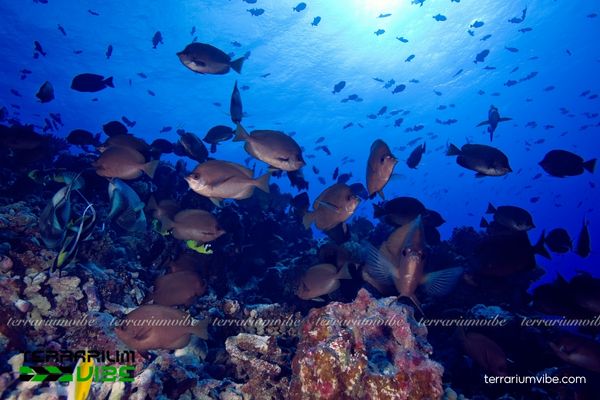 Cá Bướm Gai 2 Cá bướm gai toàn thân có màu nâu xám sẫm duy nhất và có nhiều gai