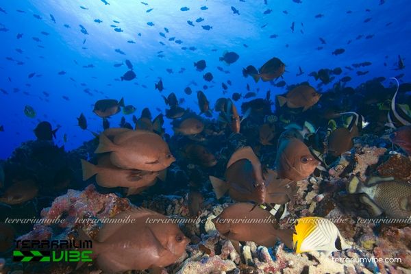 Cá Bướm Gai 3 Môi trường sống và chăm sóc cá Bướm Gai cần lưu ý