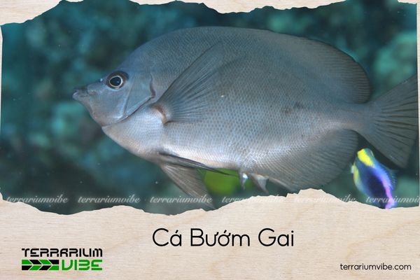 ca-buom-gai cá bướm gai